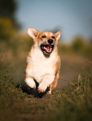 A Pembroke Welsh Corgi on a walk