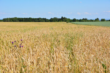 Golden Wheat Field with green field and forest Under Blue Sky