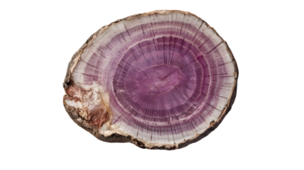 Stunning purple amethyst geode cross-section revealing intricate crystalline growth patterns and natural beauty, Isolated on white background