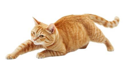 Curious ginger tabby cat poised for play, capturing playful feline energy and grace, Isolated on white background