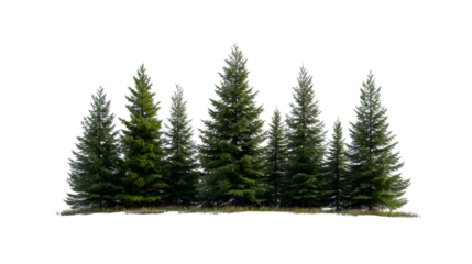 Lush evergreen forest grove offering serene natural beauty for peaceful outdoor scenes and environmental projects, Isolated on white background