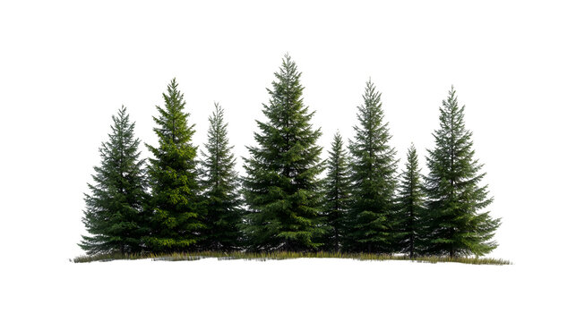 Lush evergreen forest grove offering serene natural beauty for peaceful outdoor scenes and environmental projects, Isolated on white background