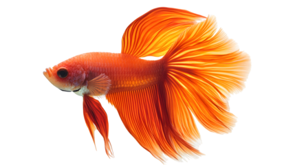 Siamese fighting fish, Isolated on white background