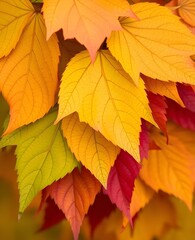 Fototapeta premium Overlapping Fall Leaves Color Gradient