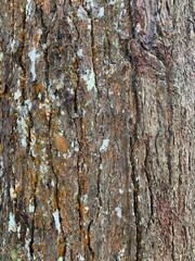 photo texture of pine bark