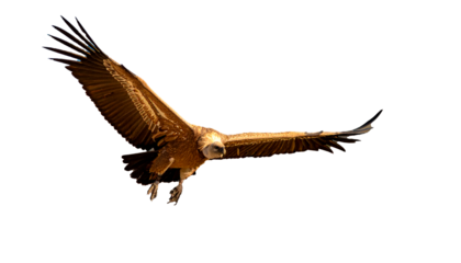 buitre leonado (Gyps fulvus) en primer plano, sobrevolando, con las alas extendidas y el plumaje detallado en tonos marrones y beige. La luz natural resalta la textura de sus plumas. PNG