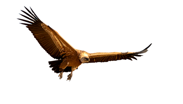 buitre leonado (Gyps fulvus) en primer plano, sobrevolando, con las alas extendidas y el plumaje detallado en tonos marrones y beige. La luz natural resalta la textura de sus plumas. PNG