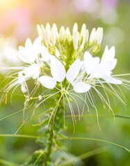 Close-up of white flower
