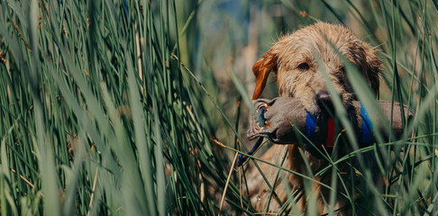 A golden retriever carries dummy from the field. Hunting dog, Training, training, upbringing....
