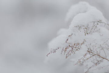 Obraz premium A happy golden Retriever puppy runs through the snow in winter