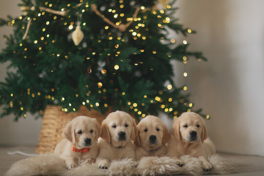 Funny golden Retriever puppies on a plaid on the background of a Christmas tree on Christmas Day