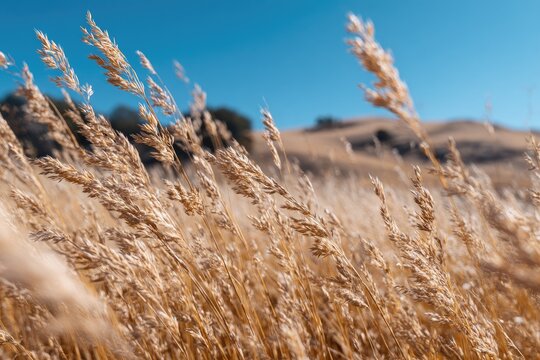 Golden grass field under a vibrant blue sky (1)