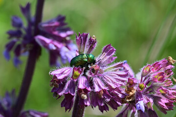 Green rose chafer on the violet flower eating nectar