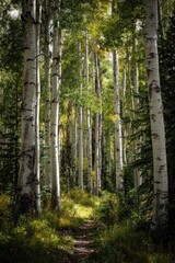 Obraz premium Sunlight filters through aspen trees