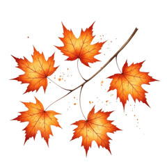Fototapeta premium Autumn maple leaves on a branch isolated on transparent background