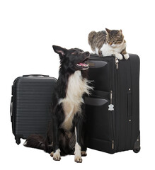 Two funny pets as travel companions. Full length portrait of cute puppy and kitten standing quietly together, near vacation luggage, ready for vacation trip. Cat and dog travelers