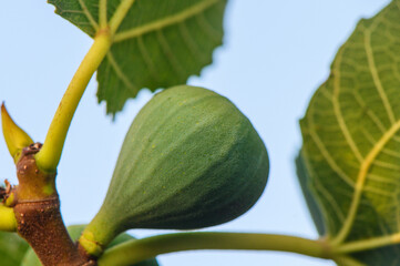 Sun-Kissed Fig on Branch at Cyprus Sunset