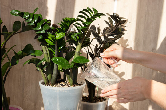 Close up of hand pouring water into pot with zamioculcas plant. Concept of indoor plant care, hydration, houseplant watering. 