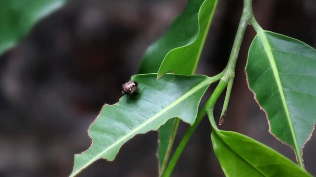 Green leaf damaged by pests, insect bites creating holes, showing plant disease in the garden