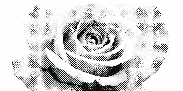 Close up of a white rose with a black and white halftone dot pattern overlay