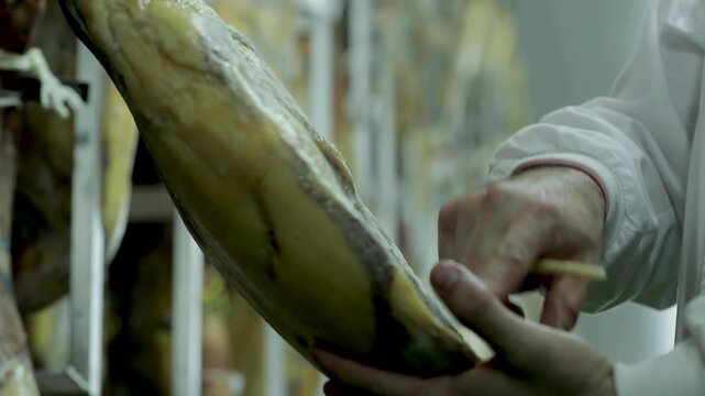 An expert ham curer checks the drying process, Iberian ham
