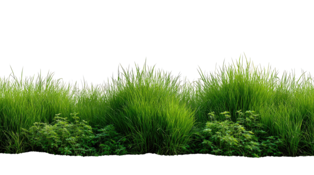Vibrant Green Meadow Edge: A vivid, closeup of lush, verdant meadow edge, with blades of grass in sharp focus.