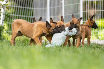 Group of Belgian Malinois Puppies by White FenceGroup of Belgian Malinois Puppies by White Fence