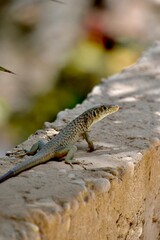 lizard in the shadow