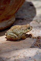 Nature´s resilience