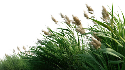 Whispering Grass: Close-up shot captures the delicate dance of tall, green grass blades swaying gently in the breeze. A serene image evokes feelings of tranquility and the pure beauty of nature.