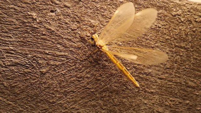 Adult antlion insect spreads its wings in a strong breeze. A rare macro view highlighting insect behavior, fragile beauty, biodiversity, and the importance of nature in science and education.