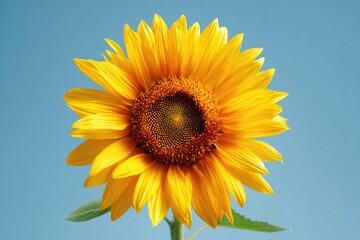 Obraz premium Close-up of a vibrant sunflower