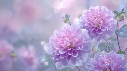 Obraz premium Pink and purple dahlia clusters