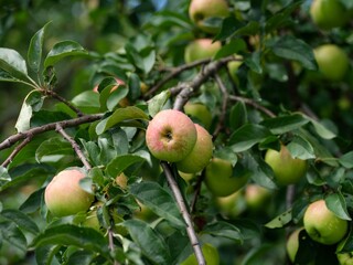 Apple tree branch with apple fruits on it with water drops after rain.