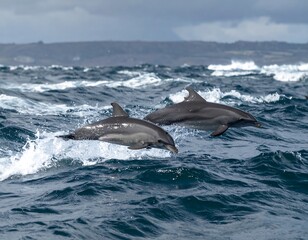 Obraz premium Two dolphins leaping in a choppy ocean