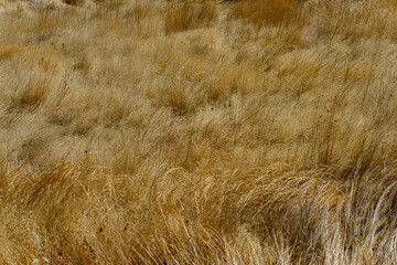 Tall, dry grass in a serene Alentejo field, typical Mediterranean pasture landscape in southern Portugal.