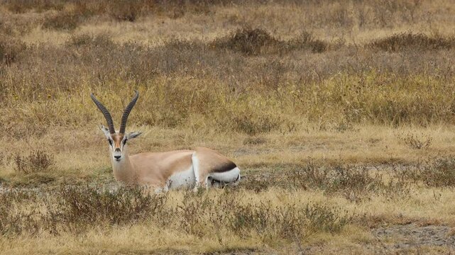 Gazelle antelope in the wild nature. Africa wildlife safari game tour in the national park Tarangire and Ngorongoro. 4k video of variety of wildlife in african savanna bush. Dry grass animals hiding