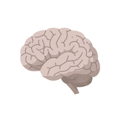 A minimalist 2D flat vector illustration depicts a stylized human brain made from simple shapes, isolated on a plain white background, symbolizing intellect, thought, and clarity.
