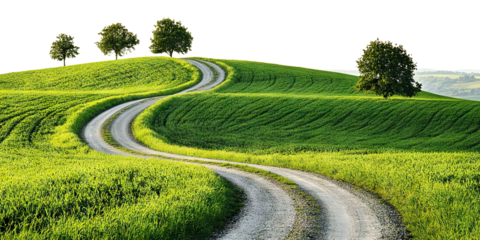 Winding rural road passing through green field with trees, isolated on transparent cutout background