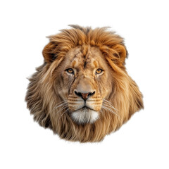 Fototapeta premium front view of lion head on transparent background