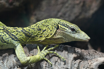Yellow Monitor lizard resting. It is a reptile with a vibrant color pattern and long claws, exhibiting the beauty of tropical wildlife.
