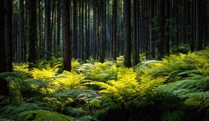 Obraz premium Sunlight filters through a dense pine forest, illuminating vibrant ferns