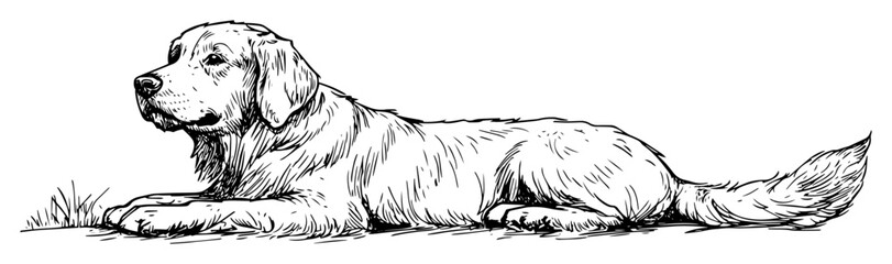 lying golden retriever dog full body hand drawn sketch © Kaz