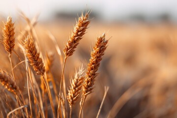 Fototapeta premium Golden wheat field at sunset (9)