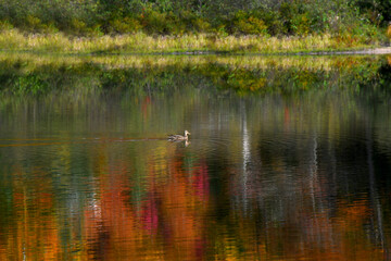 Autumn Color on Saco Lake and Lone Duck