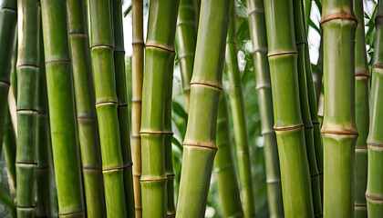 Fototapeta premium Dense Green Bamboo Forest, Close-up of Stalks, Nature, Zen, Growth, Abstract.