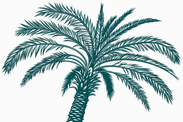 palm tree on white background
