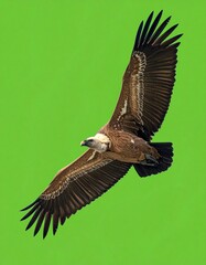 Obraz premium buitre leonado (Gyps fulvus) en primer plano, sobrevolando, con las alas extendidas y el plumaje detallado en tonos marrones y beige. Fondo completamente verde uniforme tipo chroma key