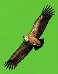 Obraz premium buitre leonado (Gyps fulvus) en primer plano, sobrevolando, con las alas extendidas y el plumaje detallado en tonos marrones y beige. Fondo completamente verde uniforme tipo chroma key