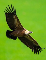 Obraz premium buitre leonado (Gyps fulvus) en primer plano, sobrevolando, con las alas extendidas y el plumaje detallado en tonos marrones y beige. Fondo completamente verde uniforme tipo chroma key